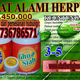 Illustration for article titled obat herpes buat ibu hamil